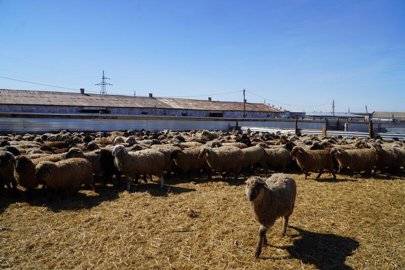 Калмыцкая порода КРС набирает популярность в Акмолинской области