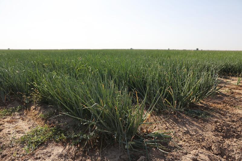 Улучшение городской среды, аквакультура, промышленный сектор — рабочая поездка Е. Карашукеева в Шуский район