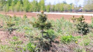 «Таза Қазақстан»: более 300 тысяч саженцев планируют посадить в Карагандинской области этой осенью