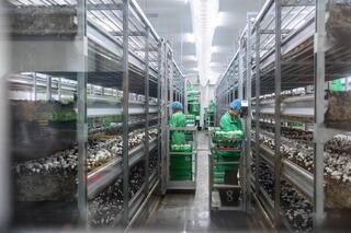 Самая крупная грибная ферма открыта в регионе