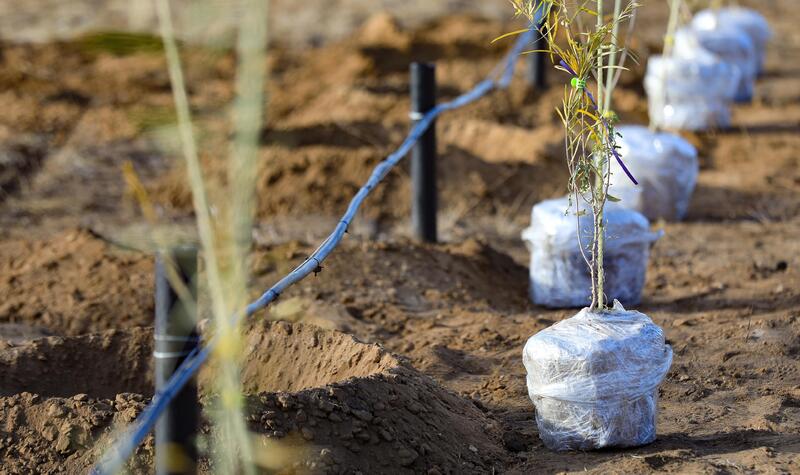 В Актобе впервые высадили реликтовое дерево турангу, приспособленное к засушливому климату