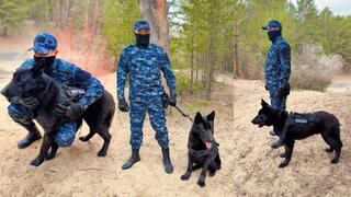 С начала года в области Абай с помощью служебных собак раскрыто 31 дело