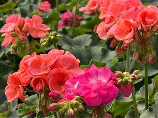 В Алматы пройдет выставка «Цветущий мегаполис»