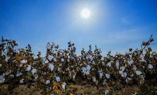 АПК Туркестанской области показывает высокие темпы развития