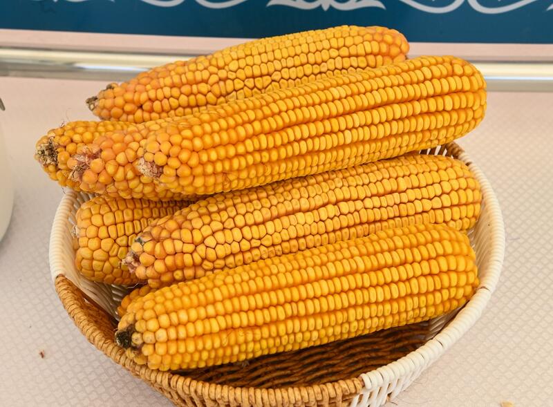 В Сырдарьинском районе начато строительство завода по глубокой переработке кукурузы