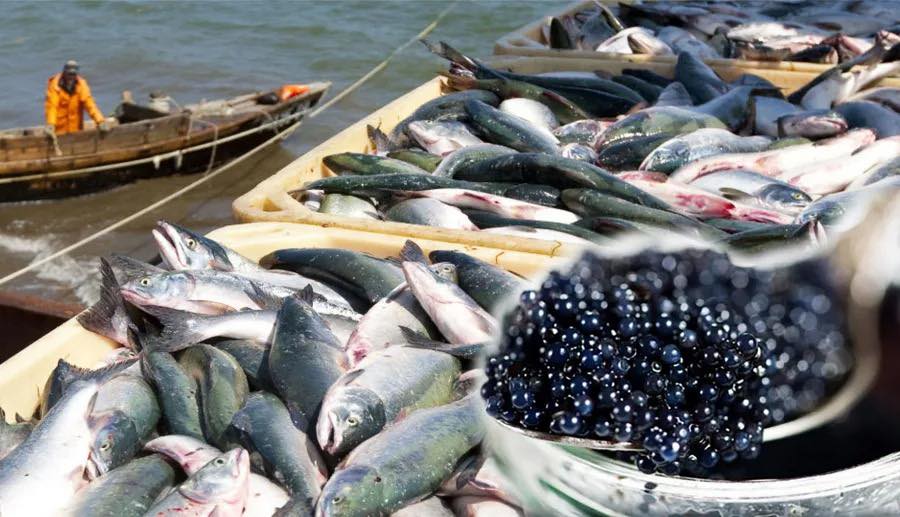 В ТУРКЕСТАНСКОЙ ОБЛАСТИ ПРЕДПРИНИМАТЕЛЯМ РАЗЪЯСНИЛИ МЕРЫ ГОСПРОДДЕРЖКИ ПО РАЗВИТИЮ РЫБНОГО ХОЗЯЙСТВА