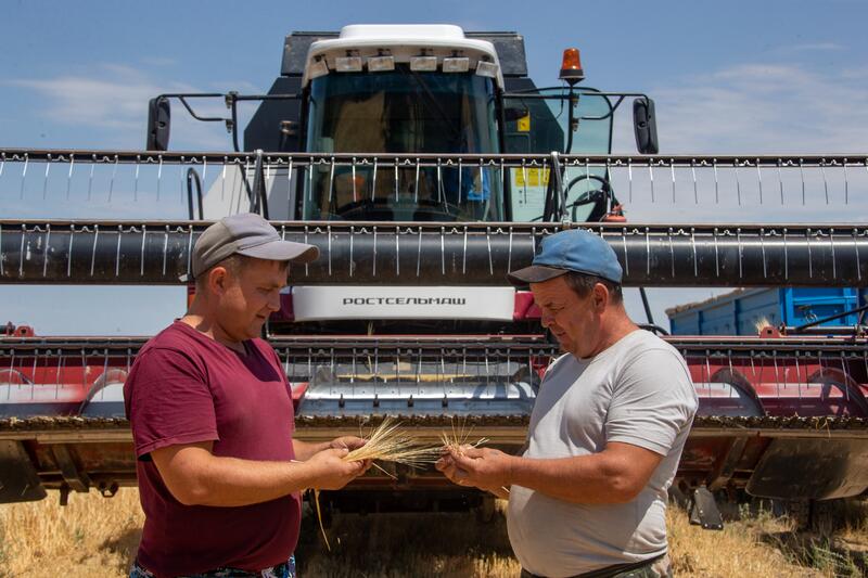В Жетысу планируется собрать свыше 875 тыс. тонн зерновых культур