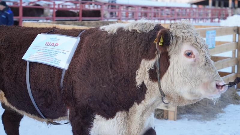 Рассмотрены актуальные вопросы развития племенного животноводства