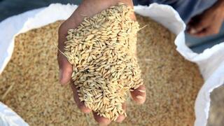 Меры господдержки производителей и экспортеров зерна продлены до 2026 года