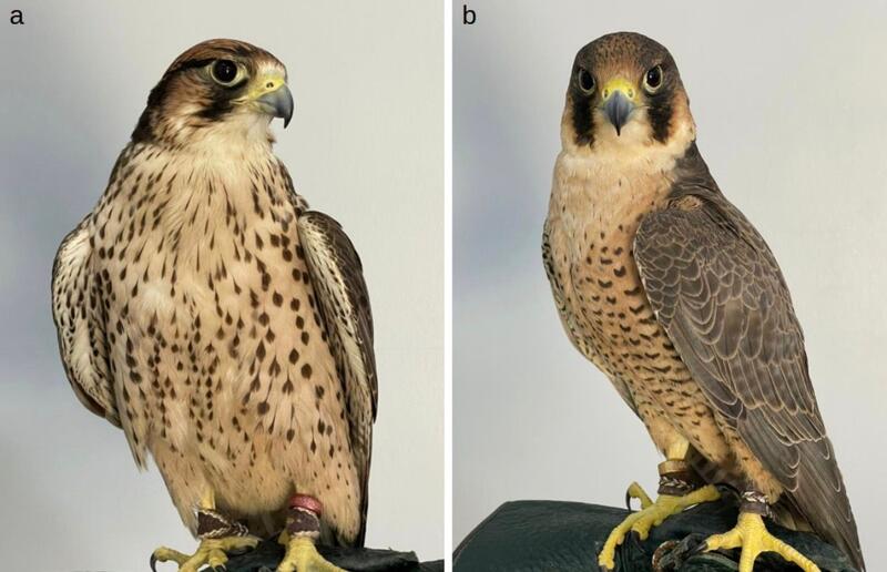 Казахстанские ученые внесли вклад в международный геномный проект