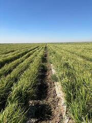 В ТУРКЕСТАНСКОЙ ОБЛАСТИ ВНЕДРЯЮТ НОВЫЕ ТЕХНОЛОГИИ ВЫРАЩИВАНИЯ РИСА ДЛЯ ЭКОНОМИИ ВОДЫ