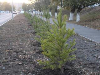 «Таза Қазақстан»: в Карагандинской области открывают скверы и озеленяют улицы