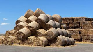 В Казахстане заготовлено 11,4 млн тонн кормов