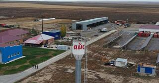 В Актюбинской области ТОО «Айс» привезло из Дании 330 голов племенного скота