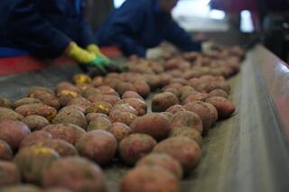 Прогноз балансов лука репчатого и картофеля в Казахстане 29.10.2025 г.