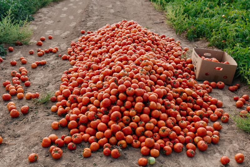 В Атырауской области объём производства сельскохозяйственной продукции достиг 116,8 млрд тенге