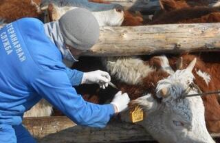 В области проводится вакцинация сельскохозяйственных животных