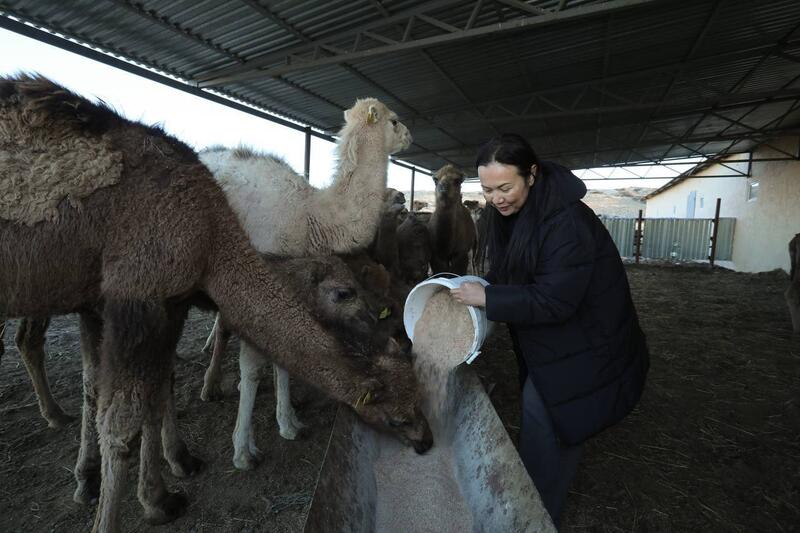 Нурдаулет Килыбай ознакомился с работой первого в Казахстане автоматизированного цеха по доению верблюдов.