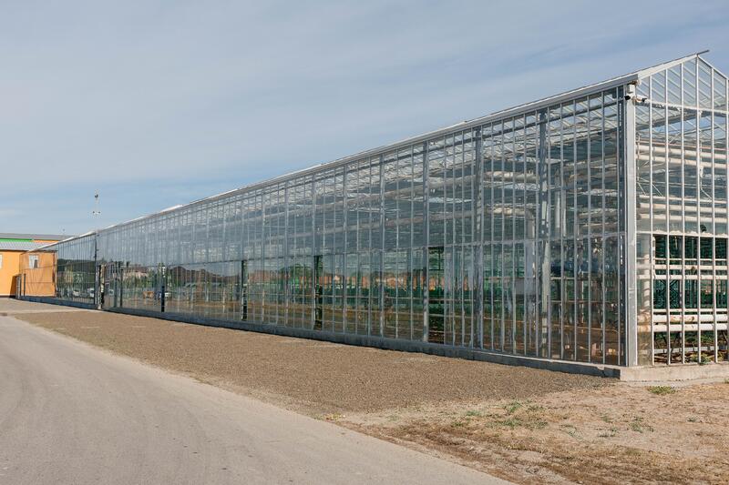 Атырау өнімі: атырауская семья производит тысячи тонн овощей в год