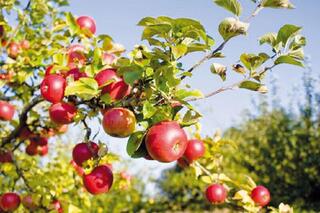 Строительство завода по глубокой переработке овощей и фруктов начато в Алматинской области