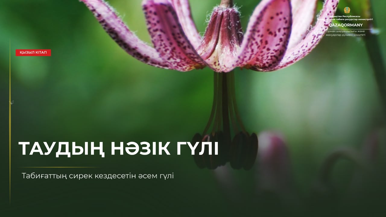 Кудреватая лилия — нежный цветок гор