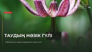 Кудреватая лилия — нежный цветок гор