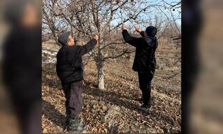 Человек труда: учитель математики развивает семейный сад в Жетісу