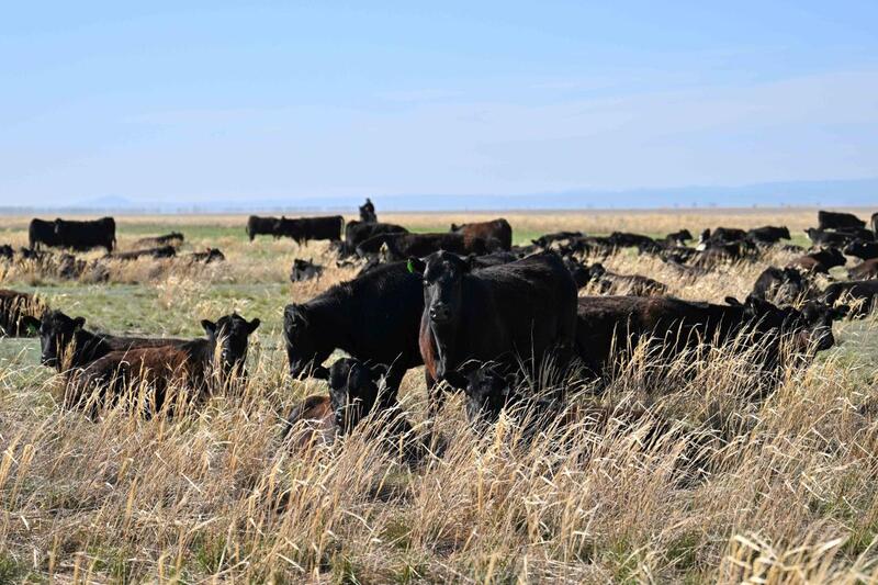 В области Абай обсудили вопросы развития сельского хозяйства