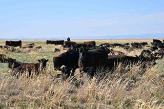 В области Абай обсудили вопросы развития сельского хозяйства
