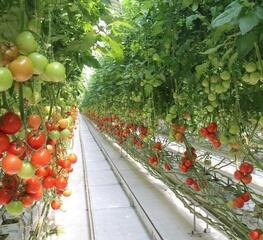 КРУПНЕЙШАЯ ПРОМЫШЛЕННАЯ ТЕПЛИЦА СТРАНЫ БУДЕТ ЗАПУЩЕНА В ТУРКЕСТАНСКОЙ ОБЛАСТИ