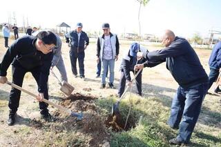 «ТАЗА ҚАЗАҚСТАН»: В ТОЛЕБИ ПОСАЖЕНО 2000 ДЕРЕВЬЕВ