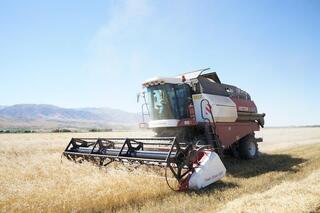 В области Жетісу завершается уборка зерновых колосовых культур