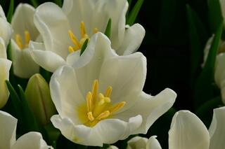 Праздничные концерты, выставки и велопробег: как в Жетісу хотят отметить 8 Марта