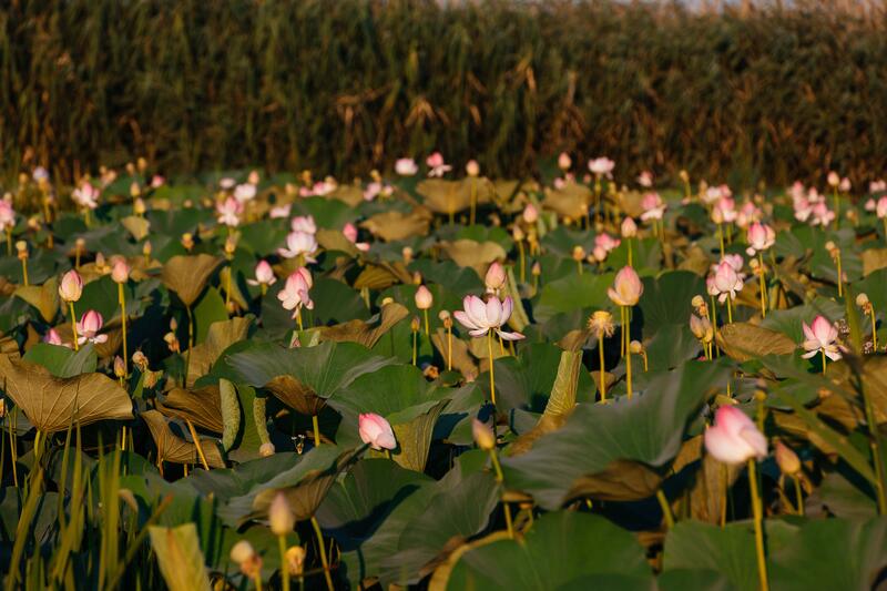 В Атырауской области стартовал международный фестиваль «LOTUS FEST – 2025»