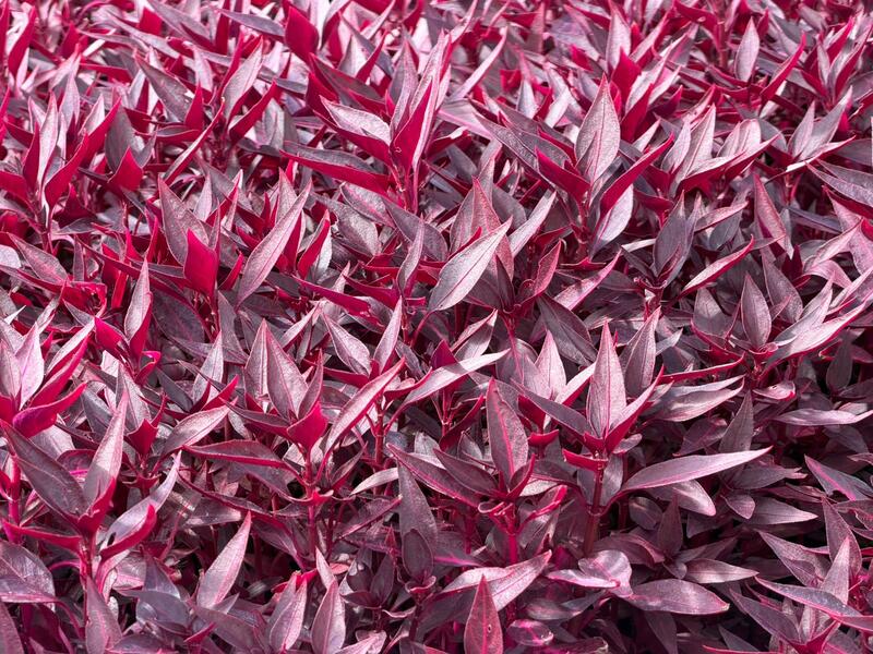 В Алатауском районе Алматы развивают зеленые зоны и реализуют проекты «Бюджета народного участия»