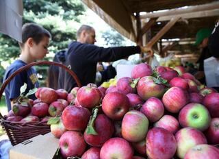 1700 литров рекордного яблочного компота сварили на Apple Fest в Алматы