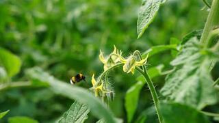 ТУРКЕСТАН: В ОРДАБАСИНСКОМ РАЙОНЕ ТЕПЛИЧНЫЕ РАСТЕНИЯ ОПЫЛЯЮТСЯ ПЧЕЛАМИ