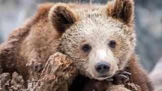 Бурый медвежонок родился в Карагандинском зоопарке