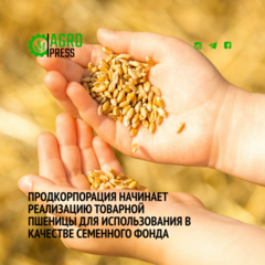 Продкорпорация начинает реализацию товарной пшеницы для использования в качестве семенного фонда