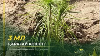 3 миллиона сеянцев сосны: 300 млн тенге на восстановление лесов