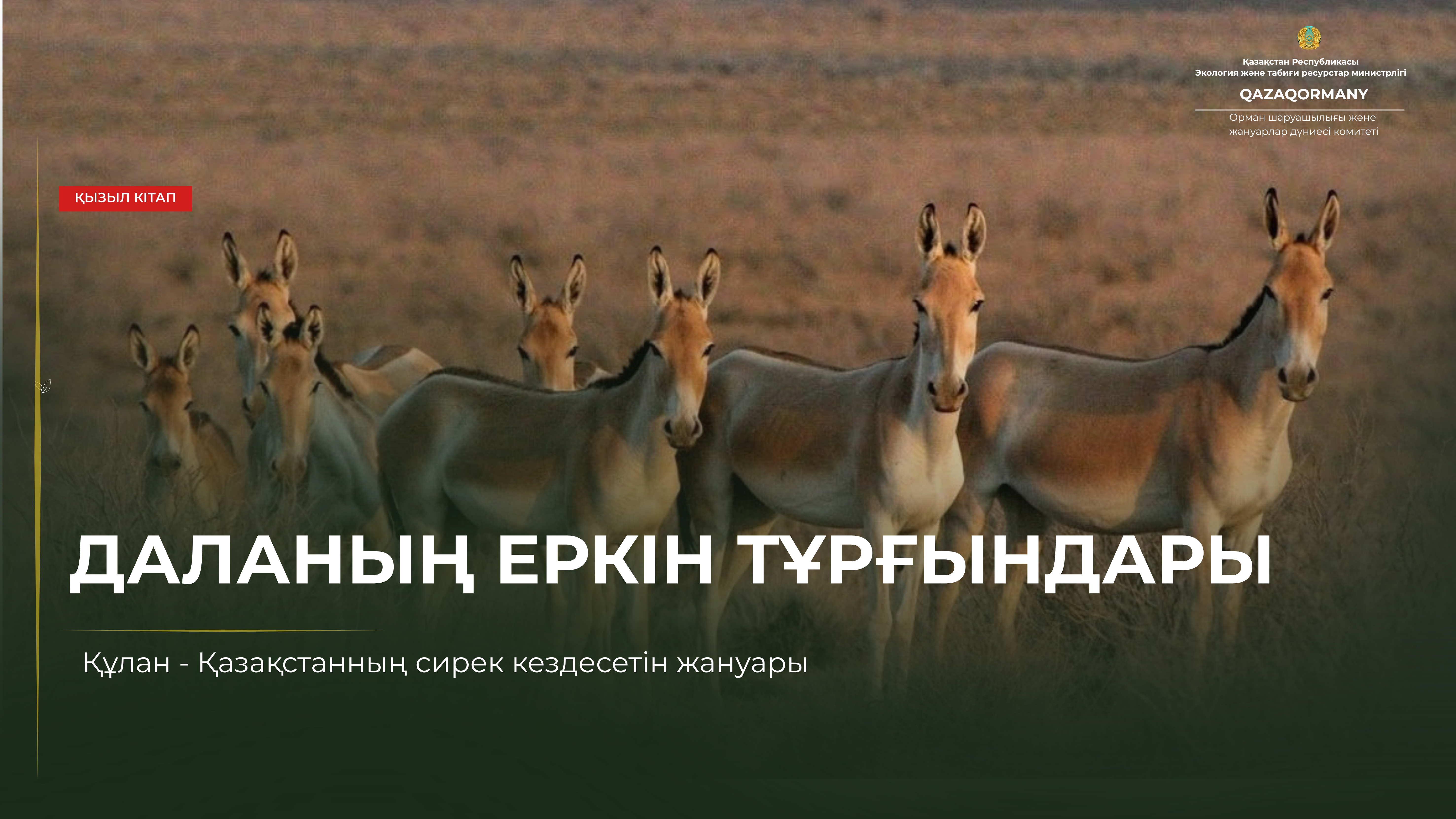 Кулан — свободный дух степи