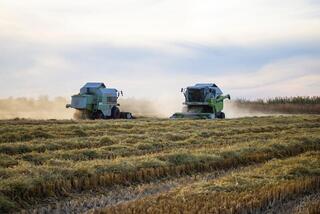 В Балхашском районе идёт активная уборка риса