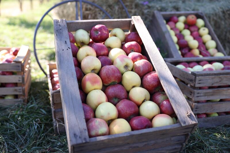 Традиционный «День сада» в Талгаре: главный акцент — восстановление апорта