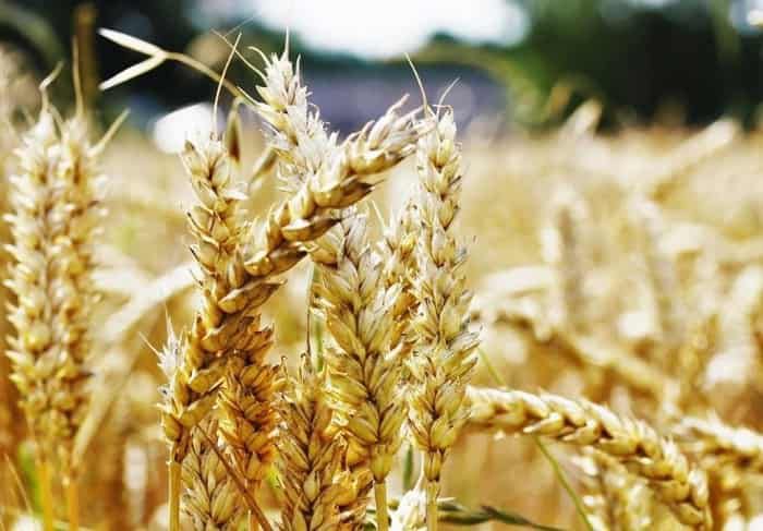 АКК продолжает прием заявок на страхование яровых культур от засухи на сезон-2026