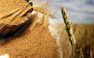 Продлен запрет на ввоз пшеницы в Казахстан