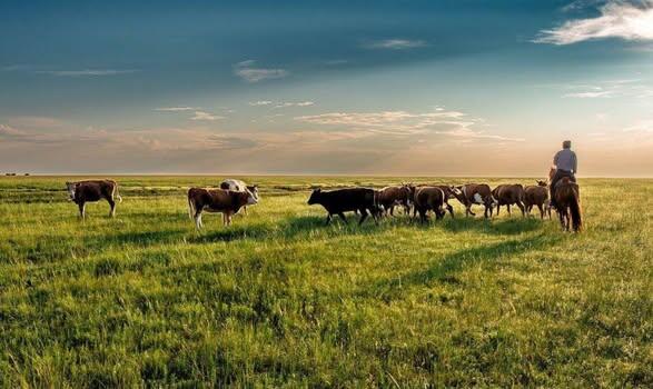 В ТУРКЕСТАНСКОЙ ОБЛАСТИ БОЛЕЕ 200 ТЫСЯЧ ГЕКТАРОВ ПАСТБИЩ ПЕРЕДАНЫ В ОБЩЕЕ ПОЛЬЗОВАНИЕ