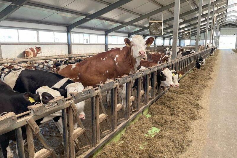 Молочно-товарную ферму на 1200 голов построят в Алматинской области