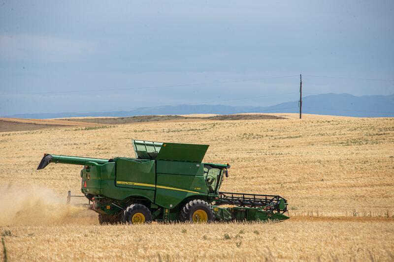 В Жетысу планируется собрать свыше 875 тыс. тонн зерновых культур