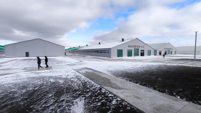 В Костанайской области запустили молочно-товарную ферму на 1200 голов