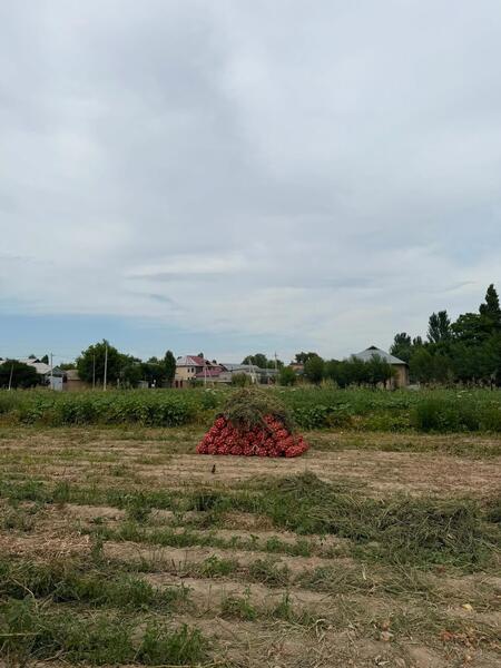 В Туркестанской области собирают лук и готовятся к уборке капусты